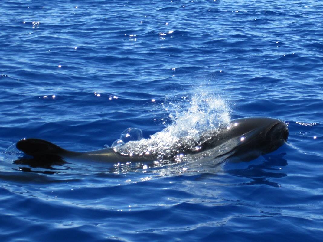 Pilot Whales Spotted