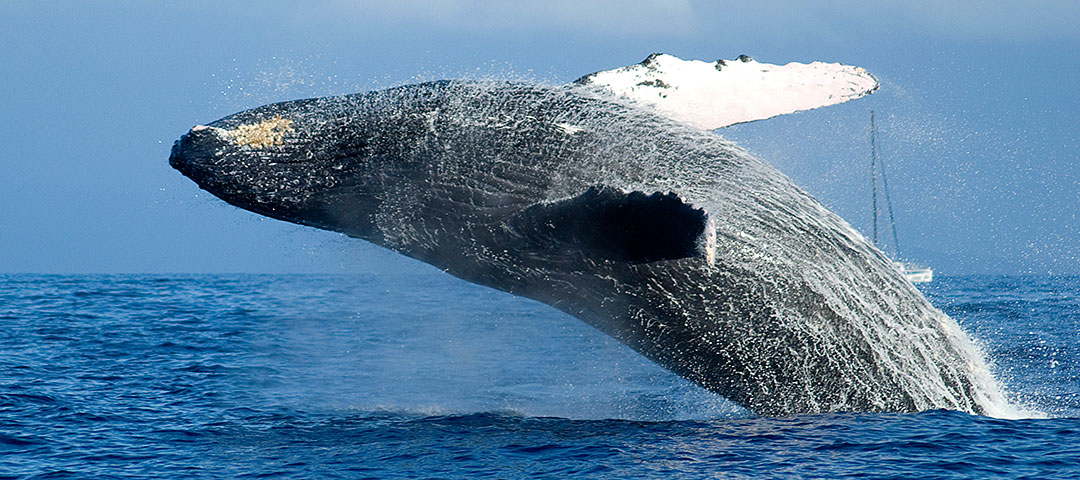 maui adventure cruises whale watch