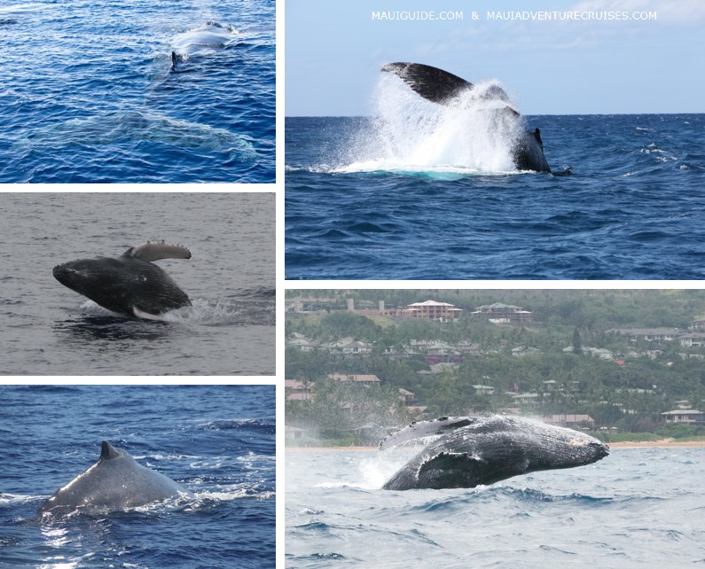 Maui Hawaii whale photos