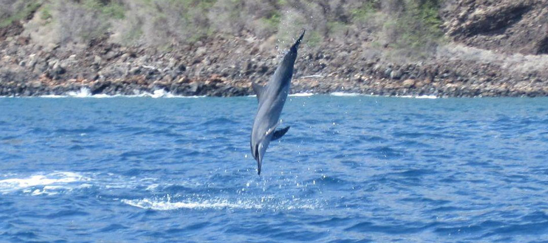 Maui Dolphin Snorkel Tour
