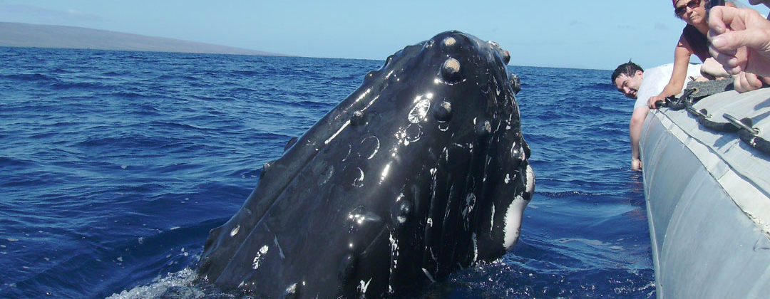 Maui Whale Watch