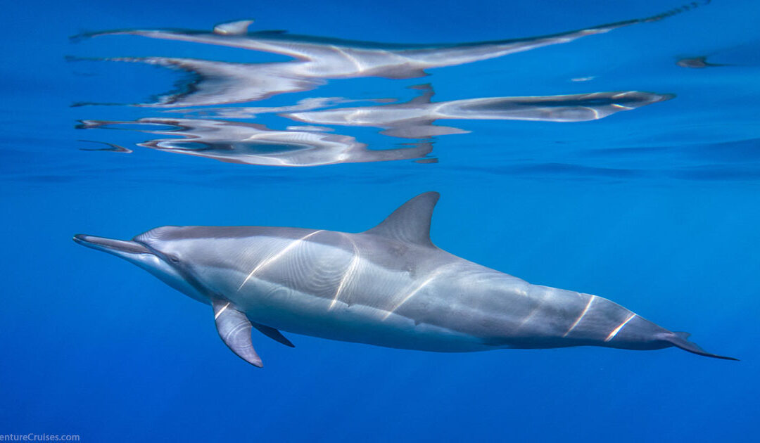Lanai Dolphins Close Up