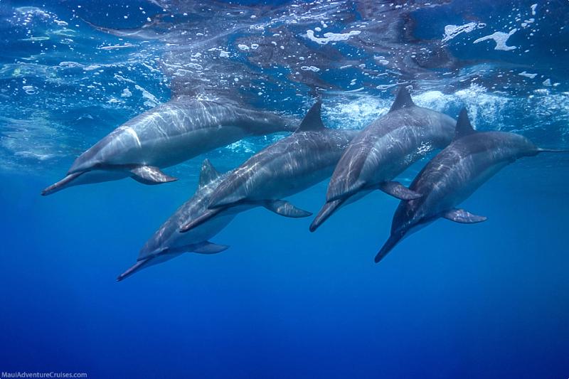 Lanai Dolphins Diving