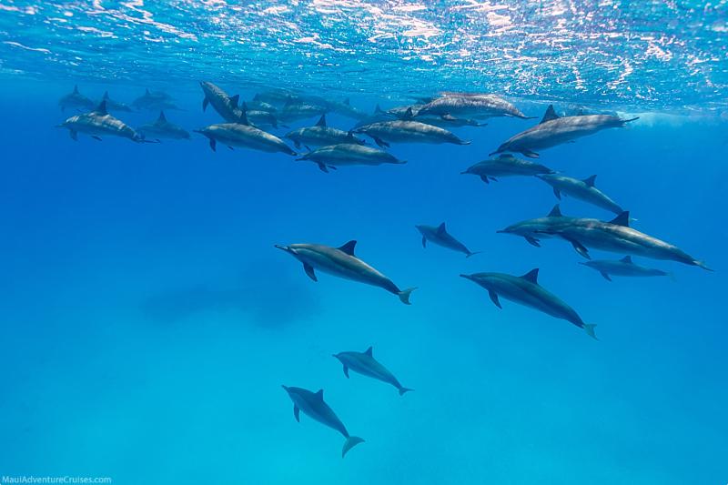 Lanai Dolphins Pod
