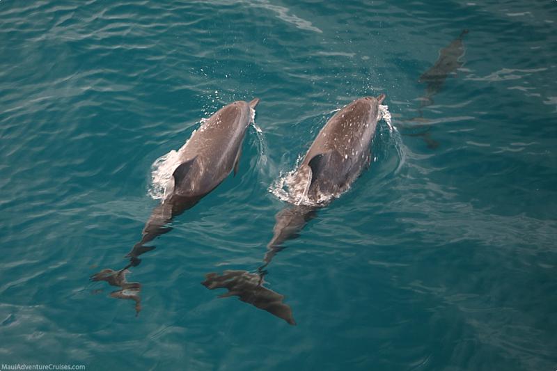 Lanai Dolphins Sighting