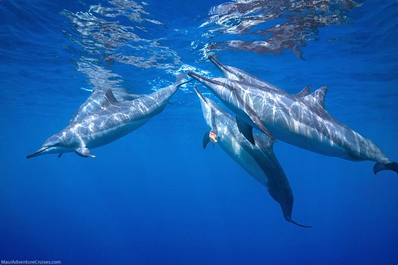 Lanai Dolphins Surface