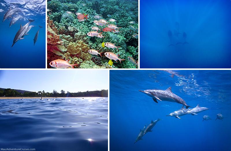Lanai Dolphin Snorkel Tour