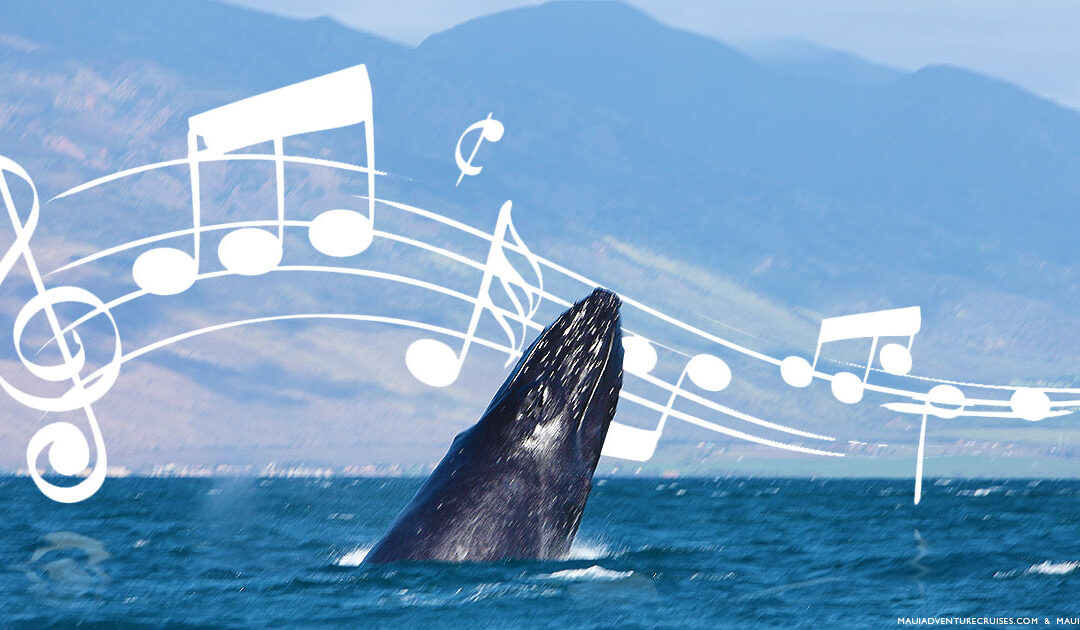 3 Ways to Hear the Whale Song First Hand…