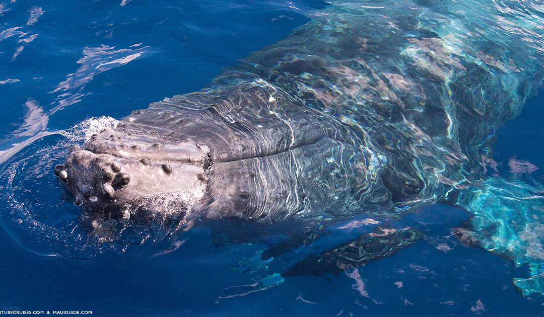 Maui’s Best Whale Watching