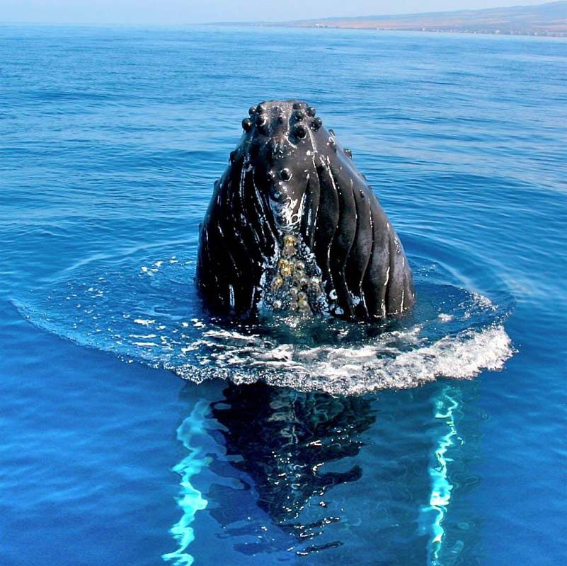 Humpback Whale Spy Hop