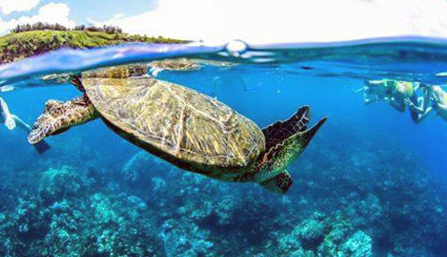 Hawaiian Green Sea Turle | Lanai Dolphin | Maui Snorkel