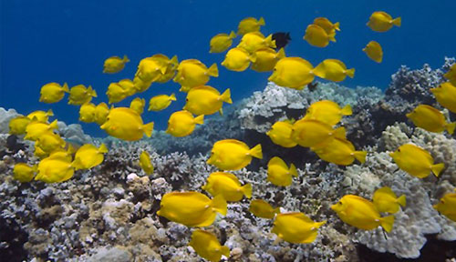 Yellow Tang | Lanai Dolphin | Maui Snorkel