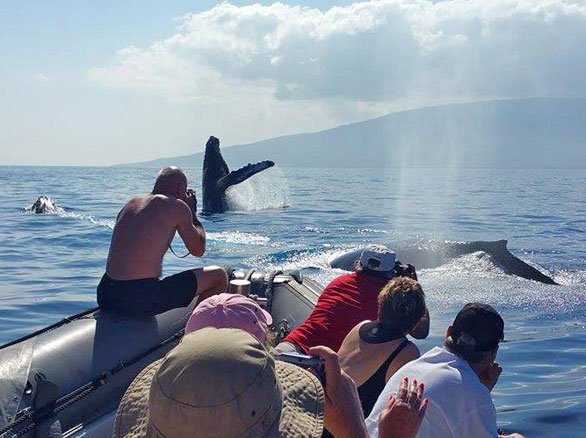 Maui Whale Watch | Whale Breach