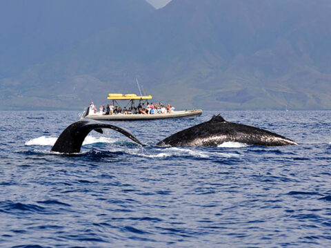 Maui Whale Watch Adventure | Maui Adventure Cruises | Lahaina