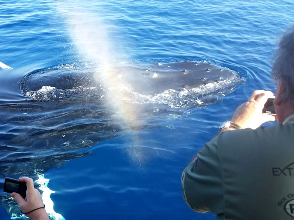 Maui Whale Watch | Whale Spouting