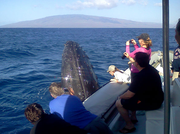 Maui Whale Watch | Spy Hop