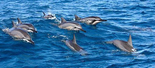 Lanai Dolphin Adventure Maui