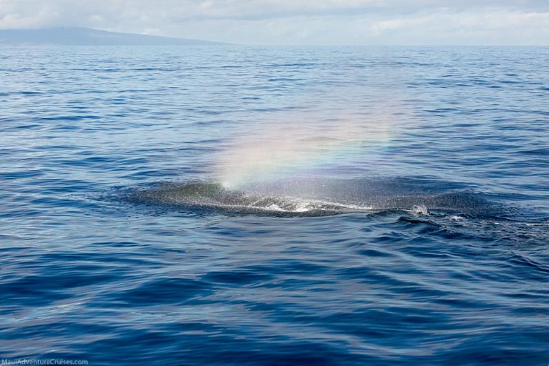 Lahaina Whale Watch Rainbow Mist