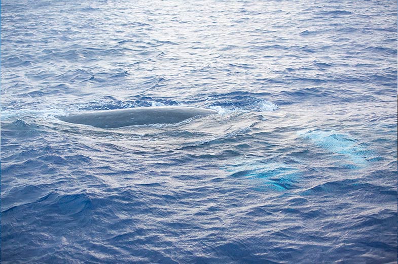 whales