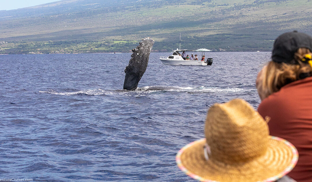 What To Wear On A Maui Whale Watch Fin Slap