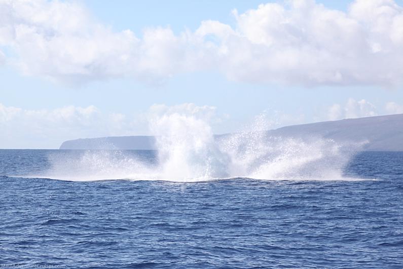 What To Wear On A Maui Whale Watch Splash