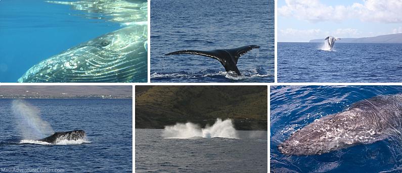 Best Time For A Maui Whale Watch Prime Season
