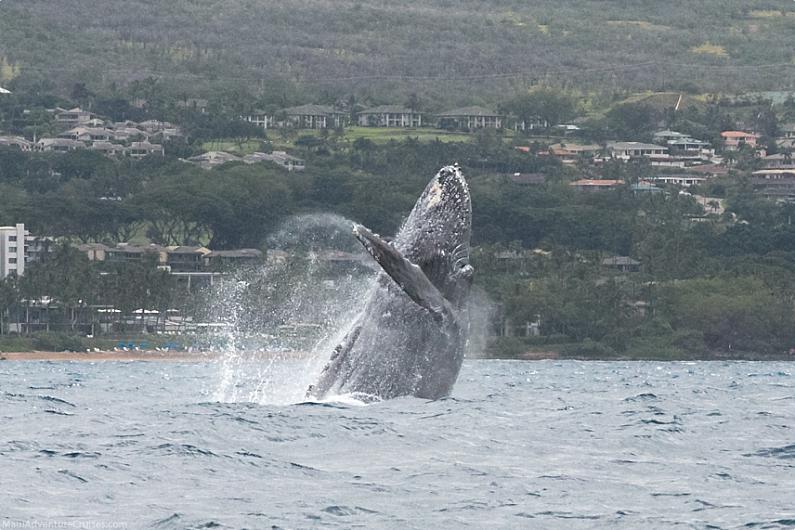 Best Time For A Maui Whale Watch Breaching