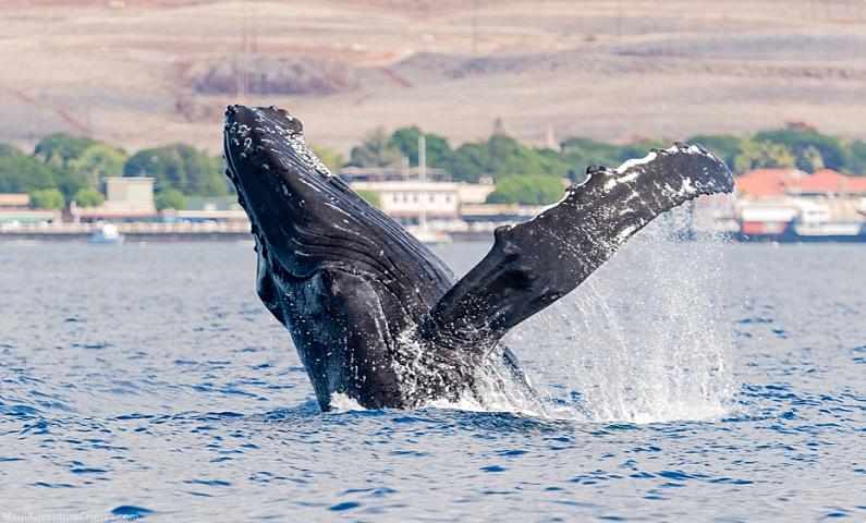 Lahaina Whale Watch Breach