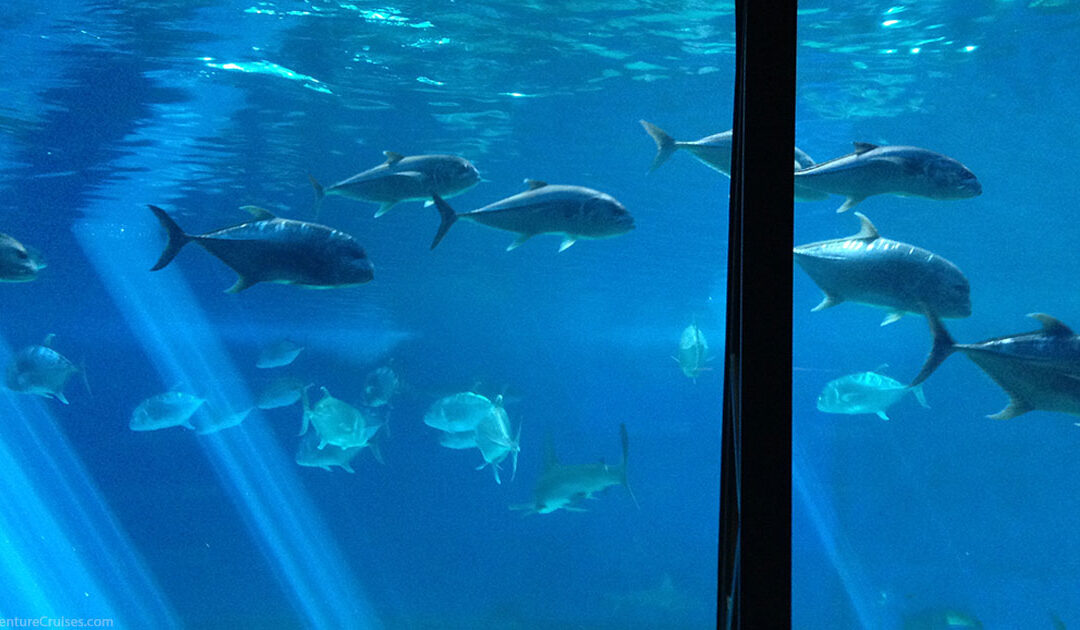 Maui Ocean Center Fish Swimming