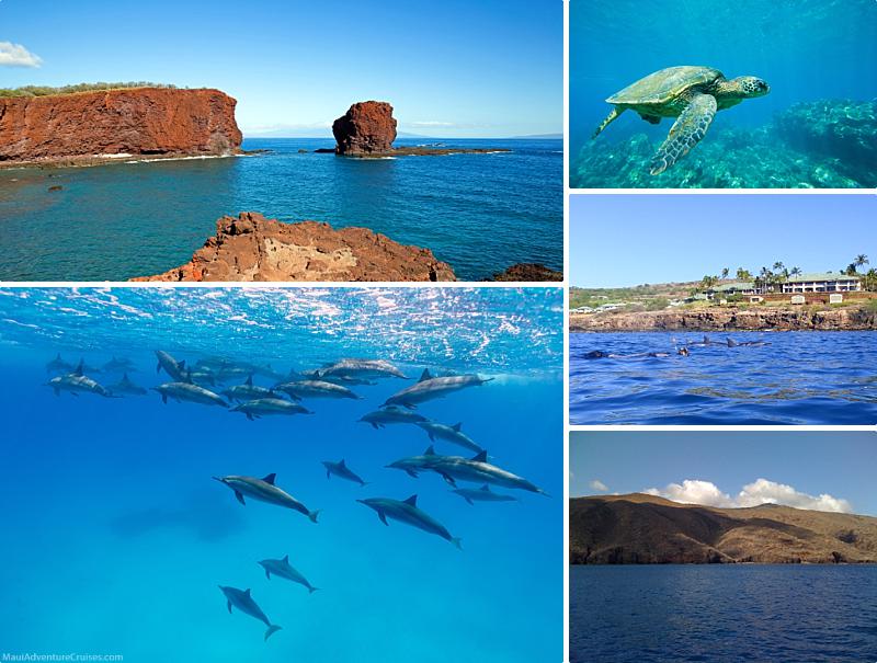 Lanai Vs Molokini Snorkeling Dolphins