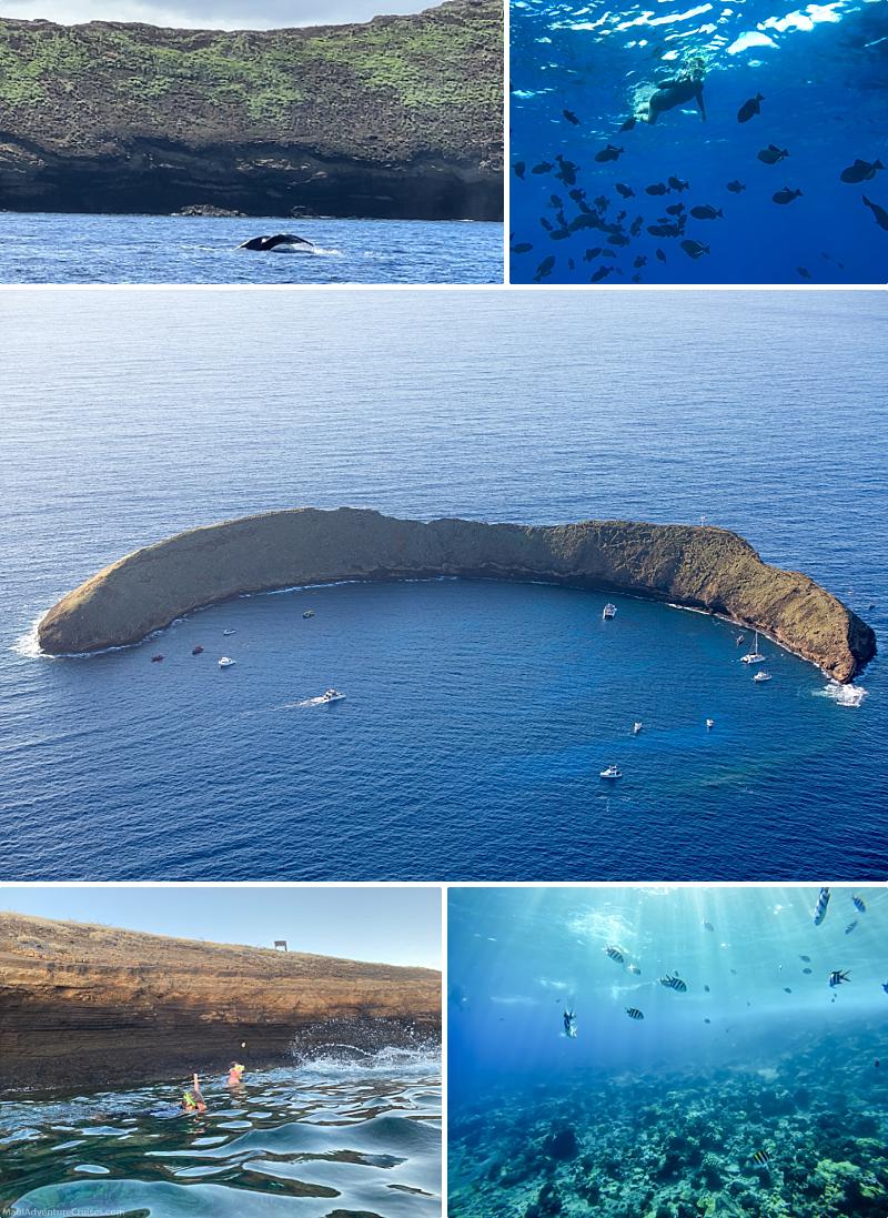 Lanai Vs Molokini Snorkeling Crater
