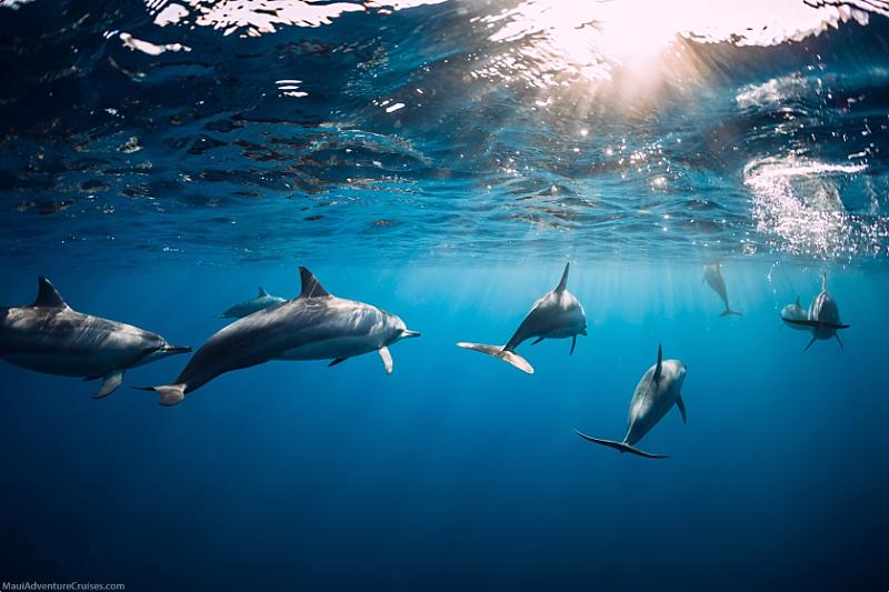 Maui vs Kauai Ocean Activities Dolphins