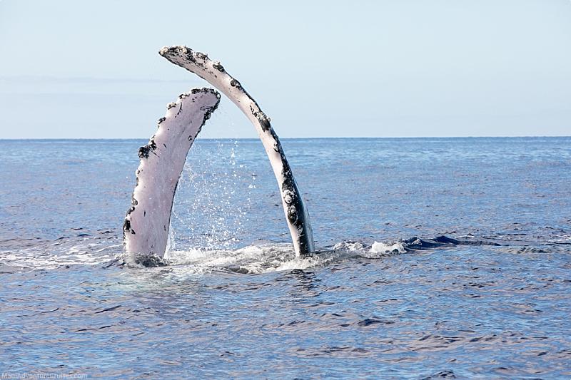 Humpback Whale Facts Fins