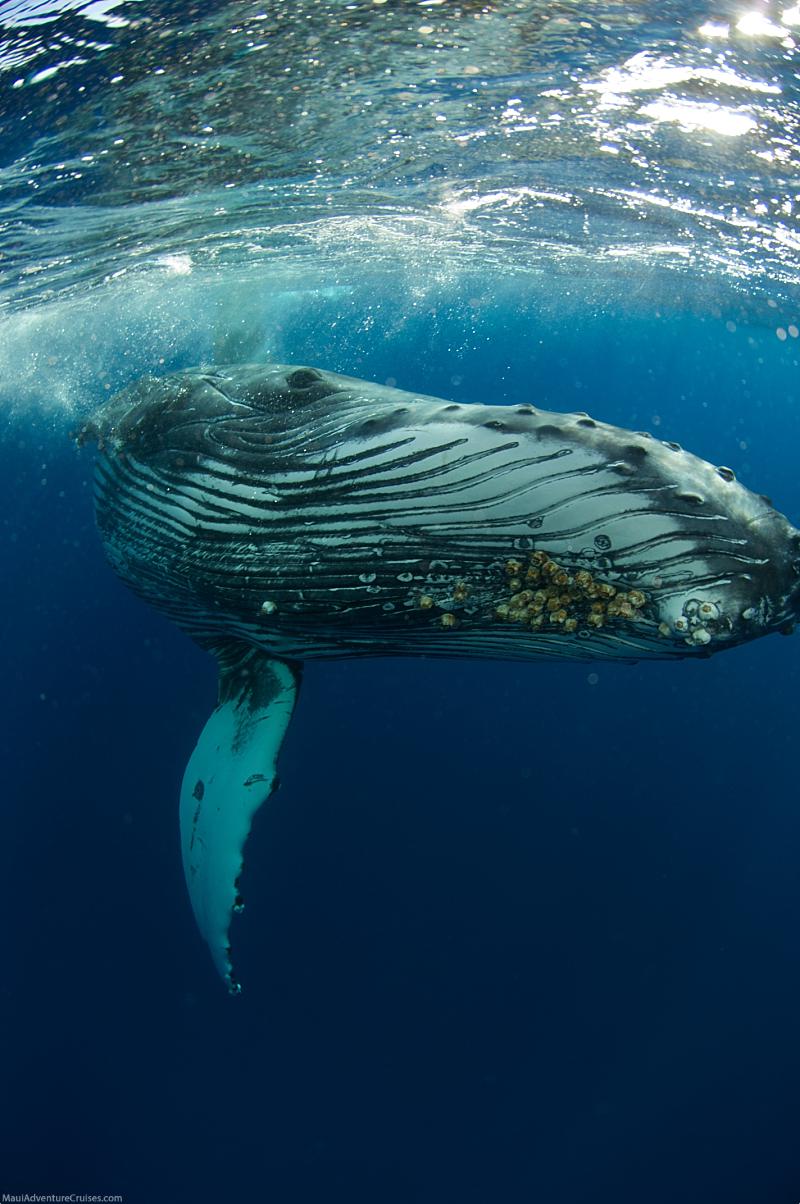 Humpback Whale Facts Going Down