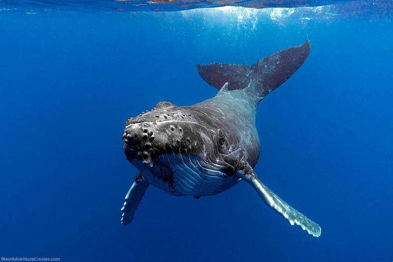 Humpback Whale Facts Saying Hello
