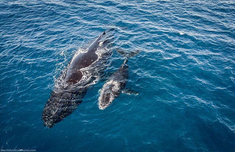 Humpback Whale Facts Mother & Calf