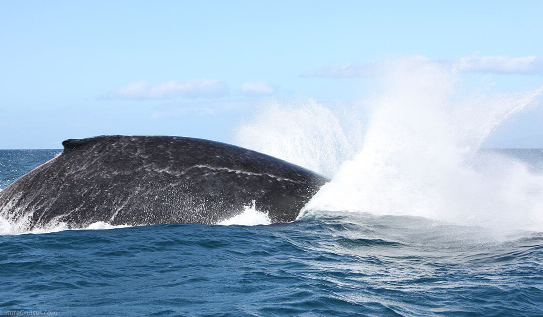 Humpback Whale Facts Splash