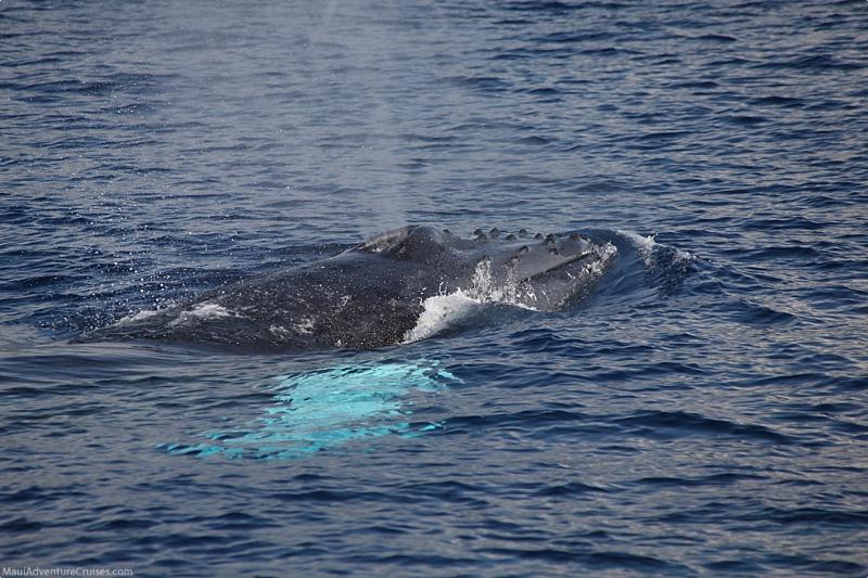 Humpback Whale Facts Spout