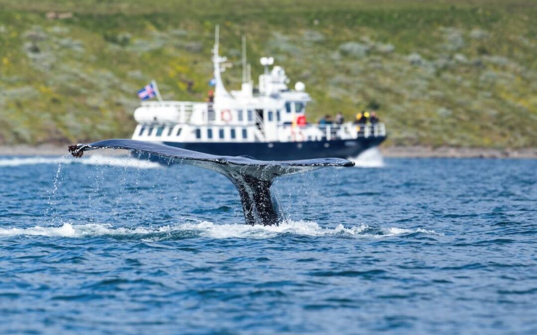 Cruise with tourists whale watching