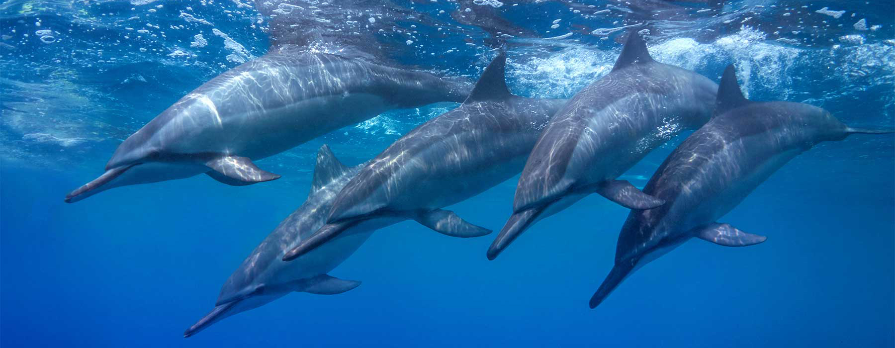 Maui Dolphin Adventures