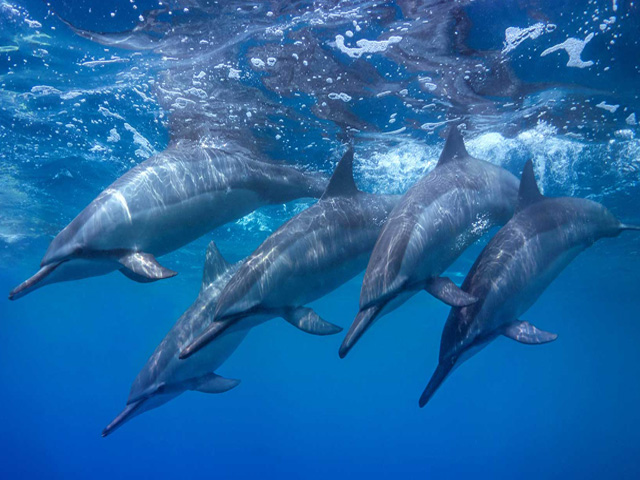Lanai Dolphins Lanai Dolphins