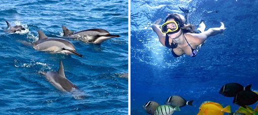 Maui To Lana’i Snorkel & Dolphin Adventure Maui To Lana’i Snorkel & Dolphin Adventure