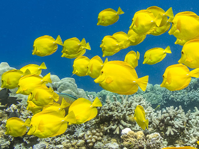 Yellow Tang | Lanai Dolphin | Maui Snorkel Yellow Tang | Lanai Dolphin | Maui Snorkel