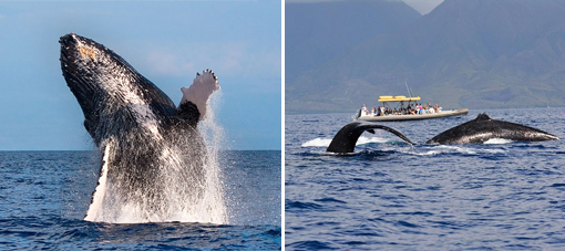 Maui Whale Watching Adventure