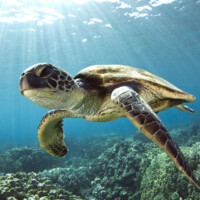 Hawaiian Sea Turtle